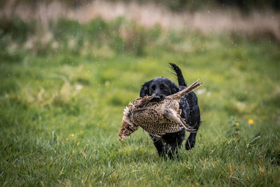 Dog carrying hunted bird