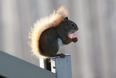 Close-up of squirrel
