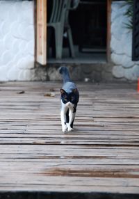 Full length of cat walking on floorboard