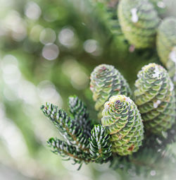 Close-up of plant