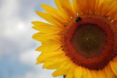 Close-up of sunflower