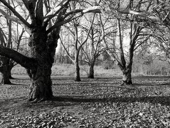 Bare trees on field