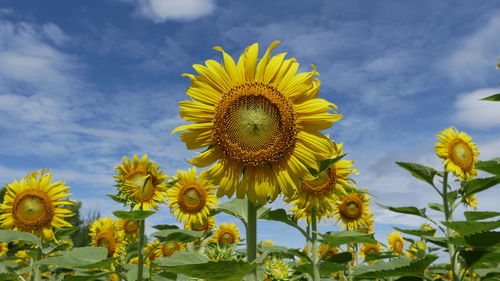 sunflower