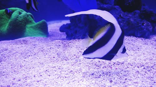 Close-up of fish swimming in aquarium