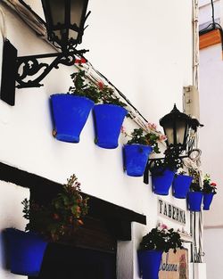 Low angle view of potted plant hanging on wall of building