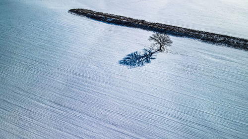 A lone tree in a winter field