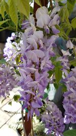 Close-up of fresh flowers blooming on tree