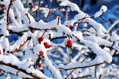 Close-up of frozen tree during winter