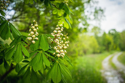 Close-up of flowering plant against trees