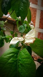 Close-up of white flowering plant