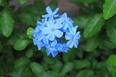 Directly above shot of blue flowers blooming in park