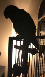 Close-up of silhouette bird against sky