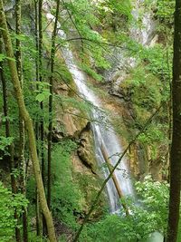 Scenic view of waterfall in forest