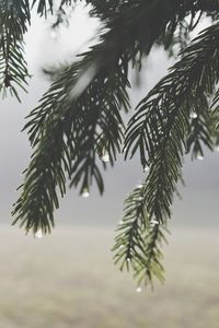 Close-up of raindrops on pine tree