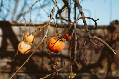 Ripe persimmon on the branches
