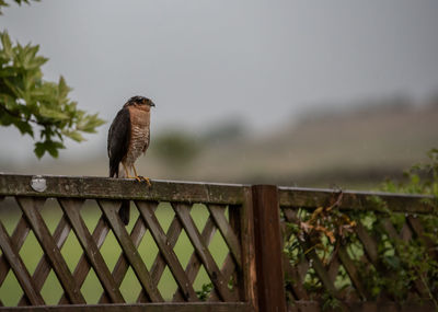 Bird perching on railing against sky