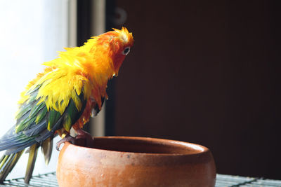 Close-up of parrot perching on table