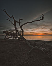 Bare tree on beach against sky during sunset