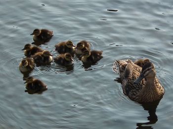 Ducks swimming in lake
