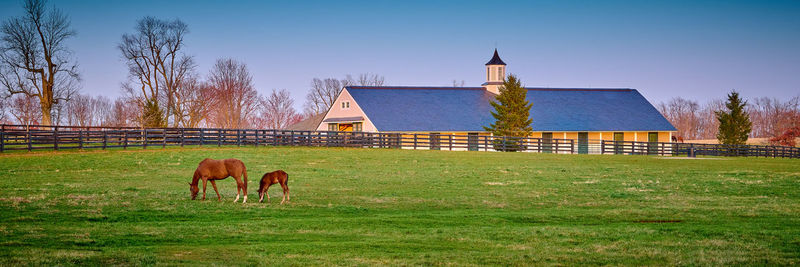 Horse grazing on field against sky