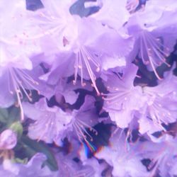 Close-up of purple flower