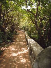 Trees in park