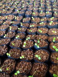 Full frame shot of plants