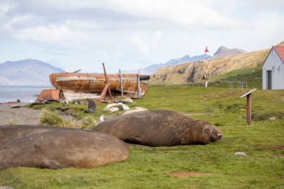 Seals relaxing on grassy field against sky