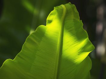 Close-up of leaf on leaf