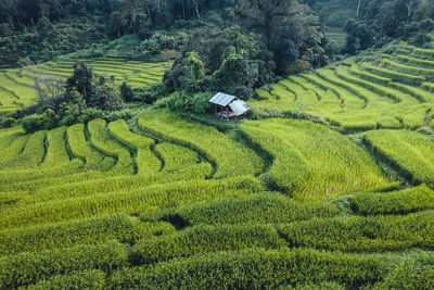 Scenic view of agricultural field