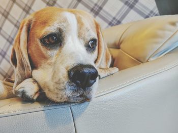 Close-up portrait of dog relaxing at home