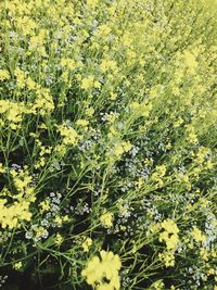 High angle view of flowering plants on field