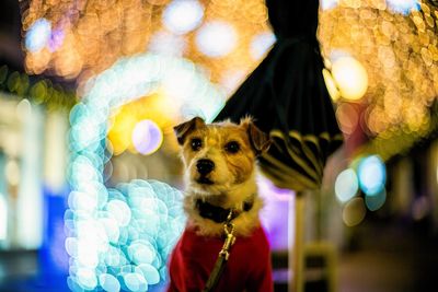 Dog in illuminated light