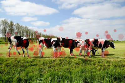 Bird flu virus outbreak, avian influenza, infectious disease spreading mammals and humans, sick cows