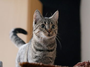 Close-up portrait of cat sitting at home