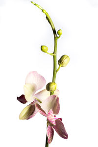 Close-up of fresh pink flowers against white background