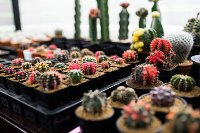 Close-up of cactus flower pot