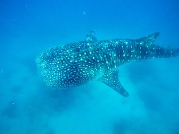 Fish swimming in sea