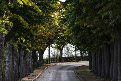 Empty road amidst trees