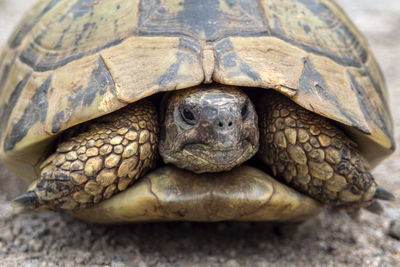 Close-up portrait of a turtle