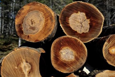 Close-up of logs in forest