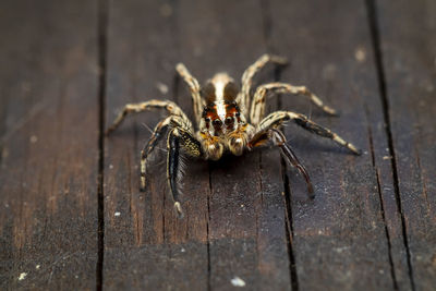 Close-up of spider on wood