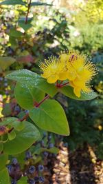 Close-up of yellow flower blooming outdoors