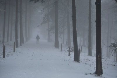 Rear view of man walking amidst trees in forest during winter