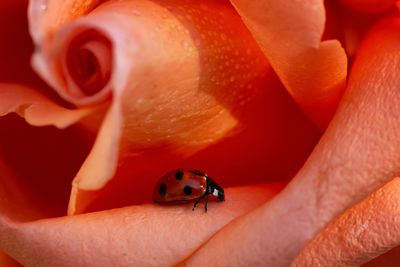 Close-up of ladybug on flower