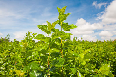 Close-up of plant growing on field against sky