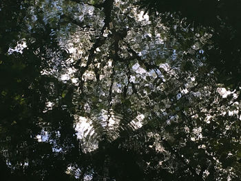 Low angle view of flowering trees in forest