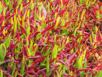 Full frame shot of plants growing on field