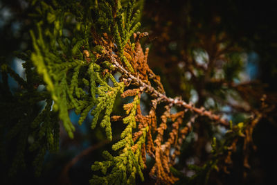 Close-up of pine tree