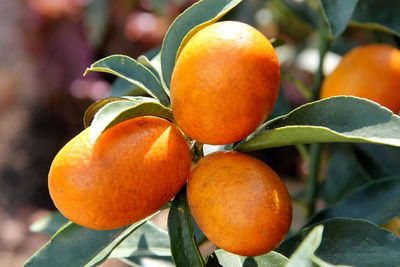 Close-up of orange fruits on tree